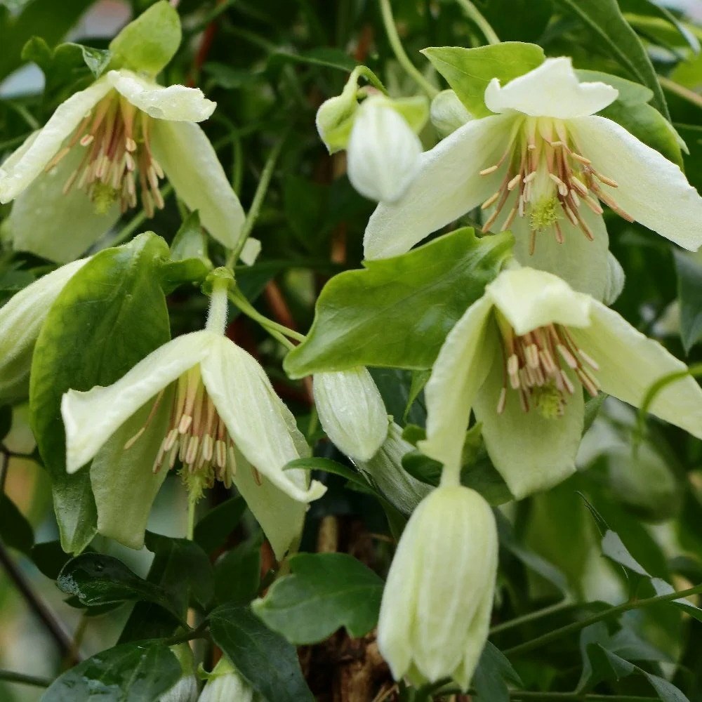 Clematis Christmas Surprise