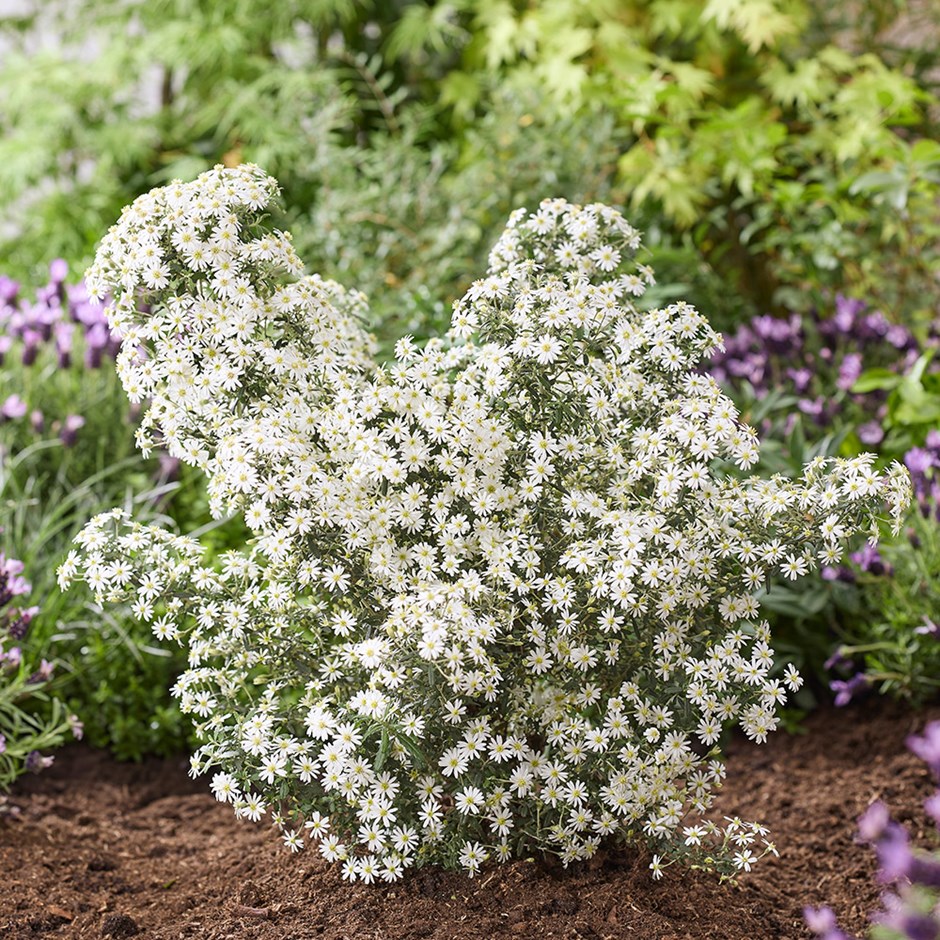 Olearia Phlogopappa Spring Bling | Daisy Bush