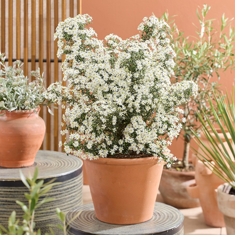 Olearia Phlogopappa Spring Bling | Daisy Bush