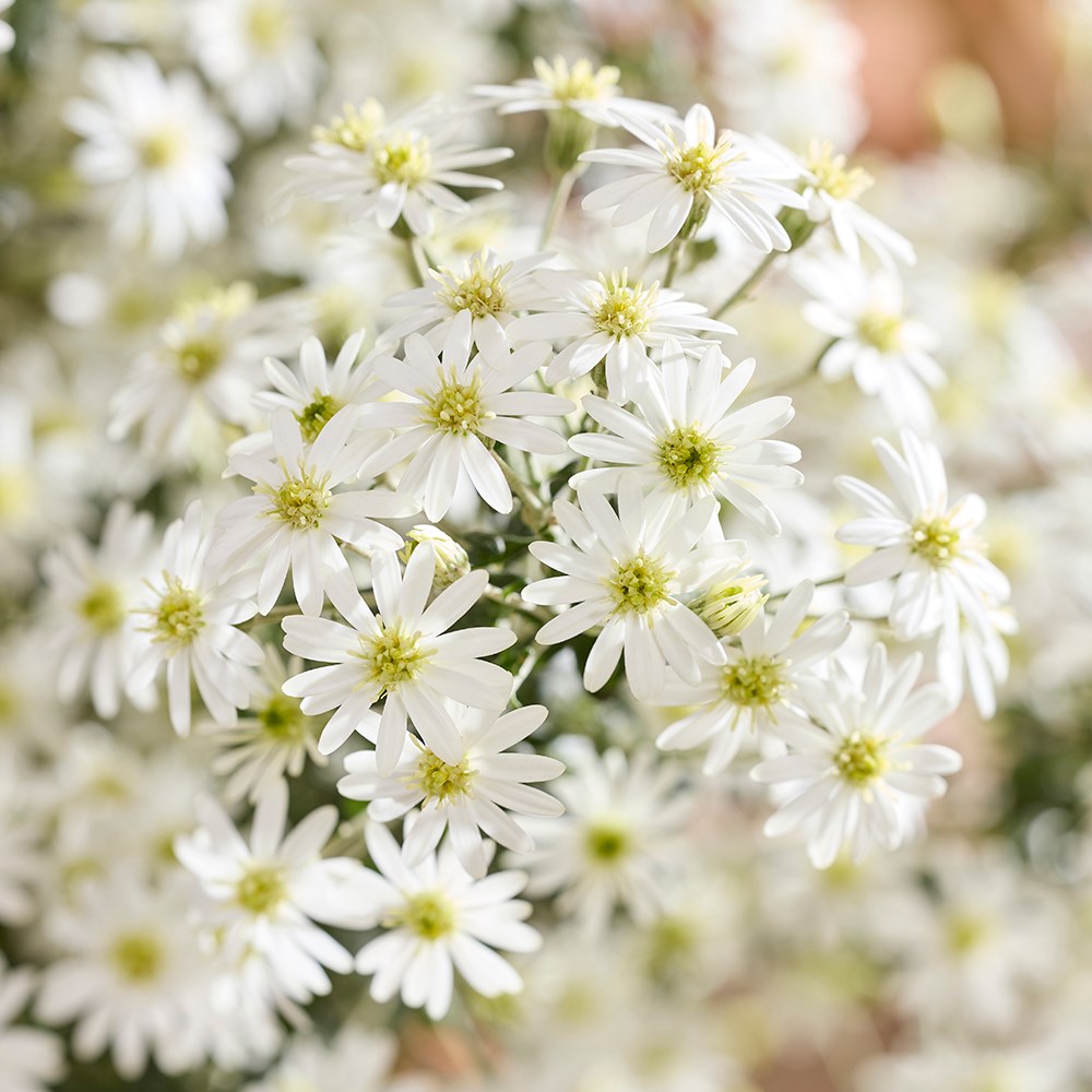 Olearia Phlogopappa Spring Bling | Daisy Bush