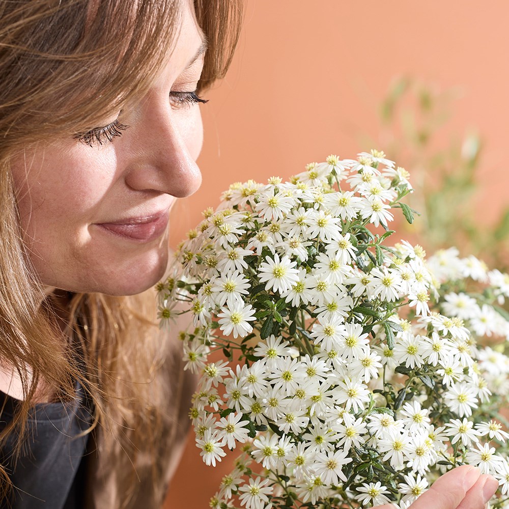 Olearia Phlogopappa Spring Bling | Daisy Bush