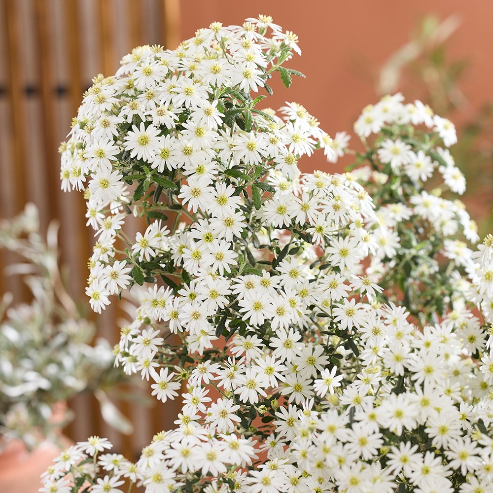 Olearia Phlogopappa Spring Bling | Daisy Bush