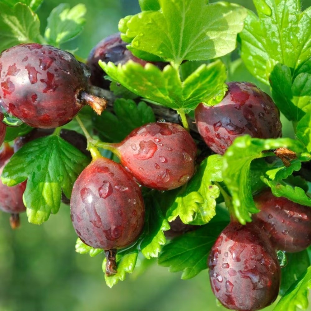 Gooseberry Hinnonmäki Röd