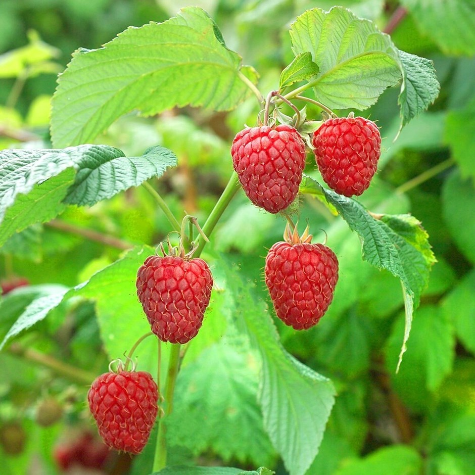 Raspberry Malling Promise | Early Summer Fruiting