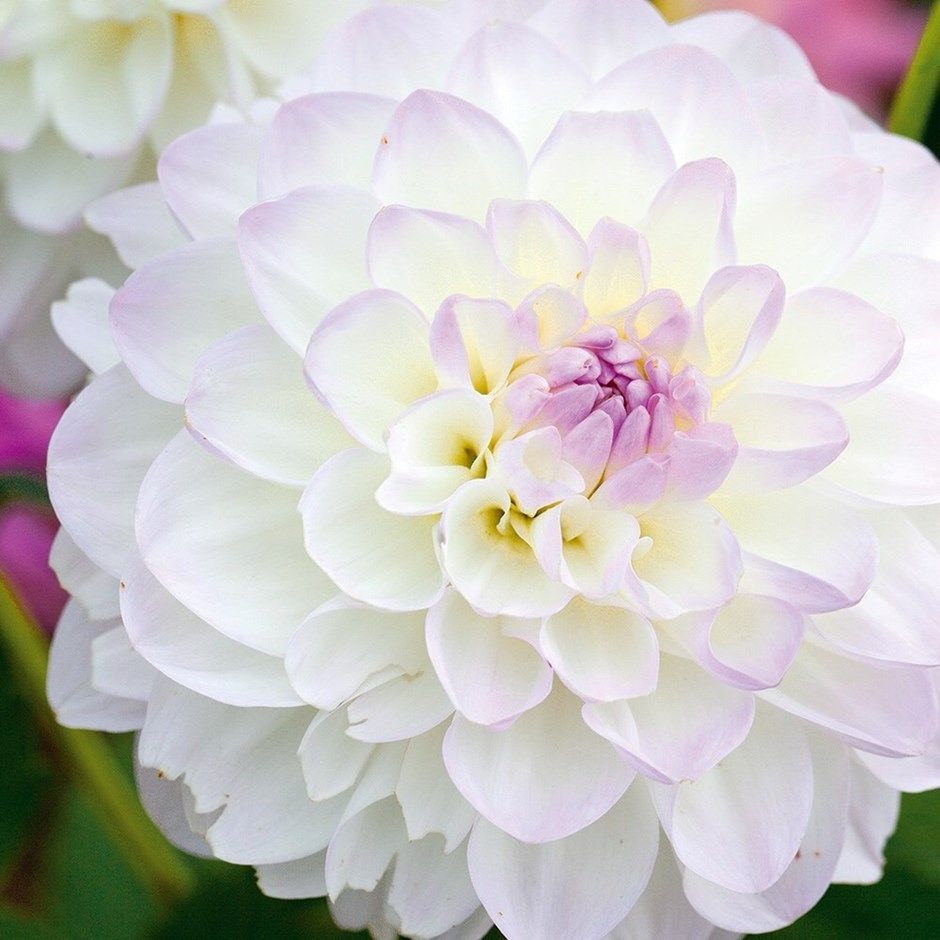 decorative dahlia