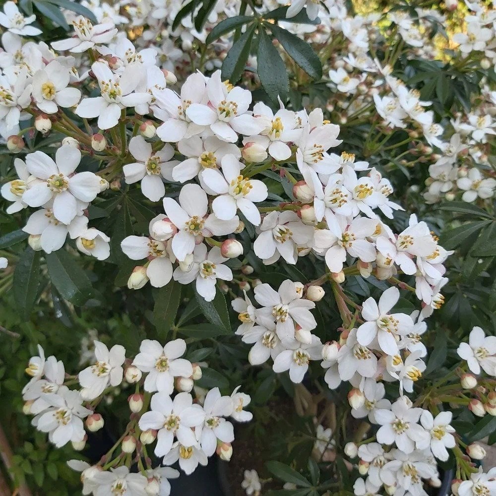 Choisya Greenfingers | Mexican Orange Blossom