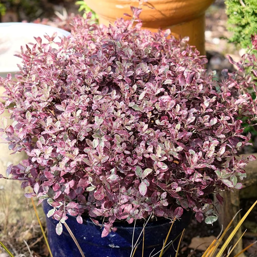 Pittosporum Tenuifolium Bannoway Bay | Pittosporum