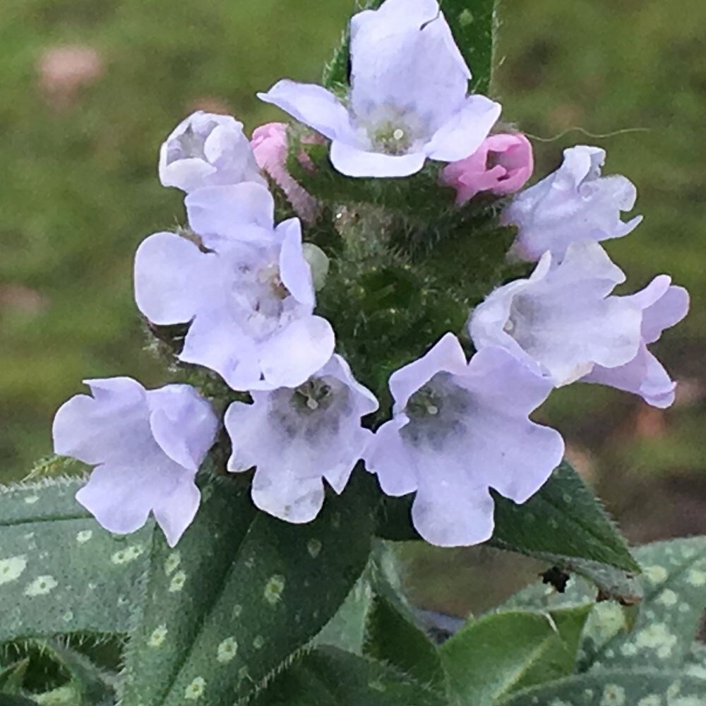 Pulmonaria Opal | Lungwort