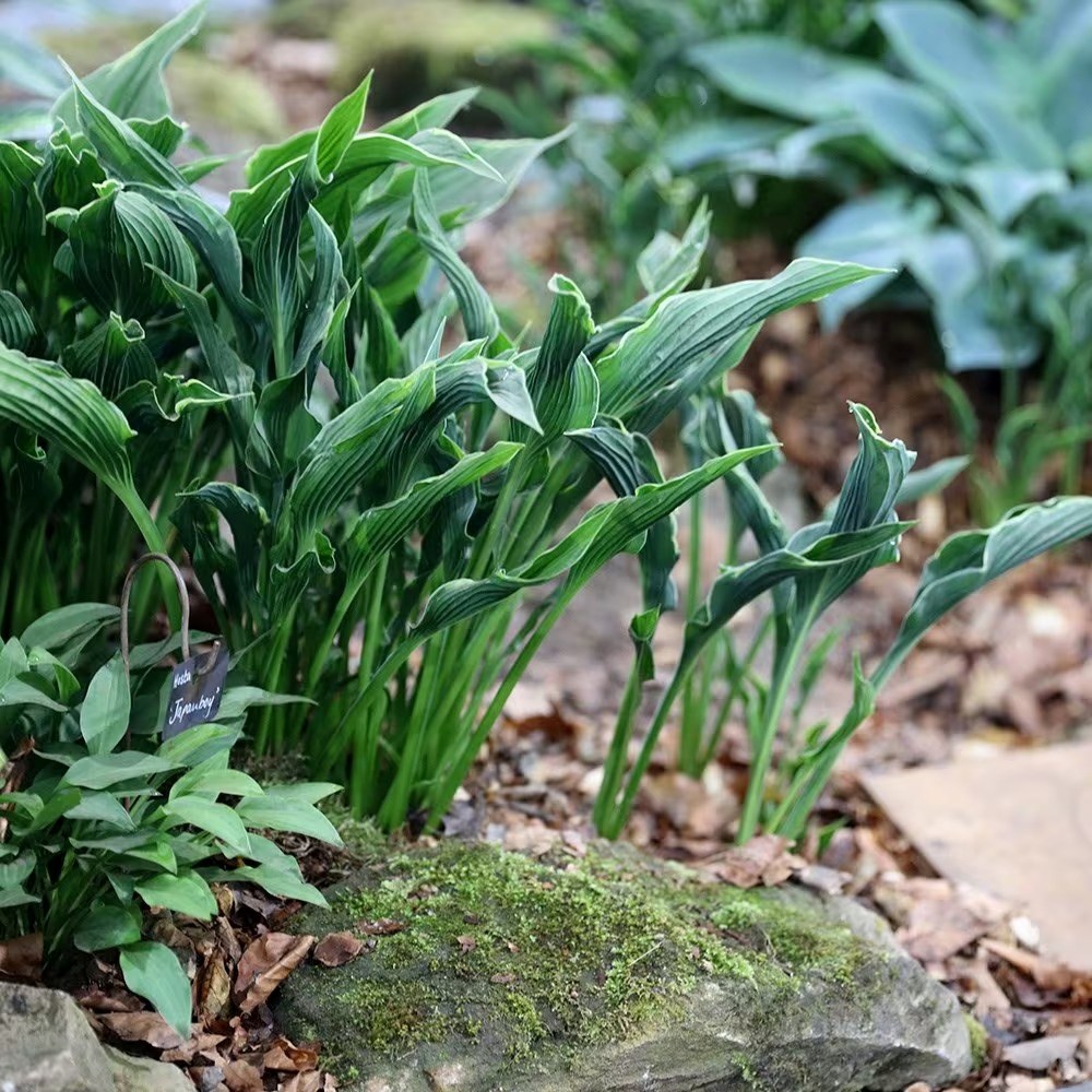 Hosta Praying Hands | Plantain Lily