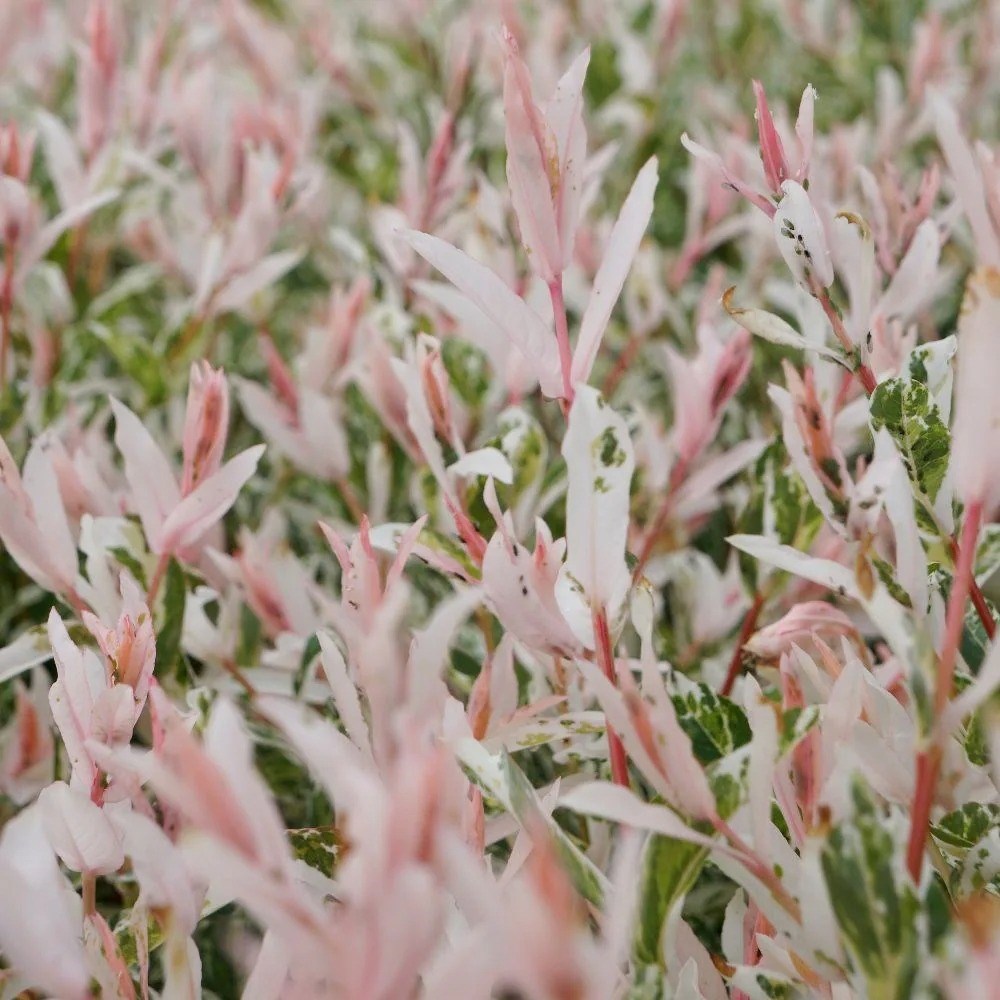Salix Integra Flamingo | Flamingo Willow
