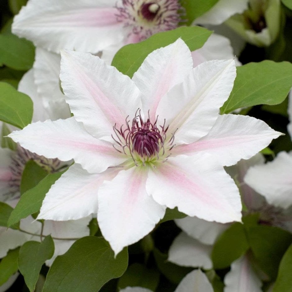 Clematis The Countess of Wessex (Evipo073) (PBR) (Boulevard Series) | Clematis | 3L Pot