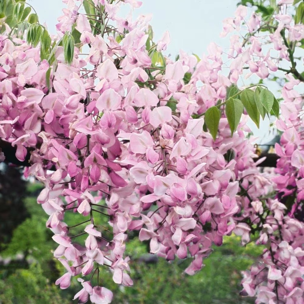 Wisteria Brachybotrys Showa-Beni | Silky Wisteria Showa-Beni