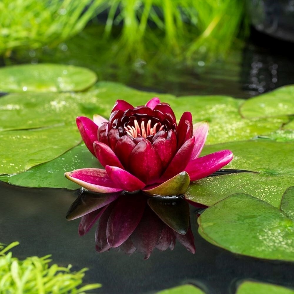 Nymphaea Black Princess | Water Lily