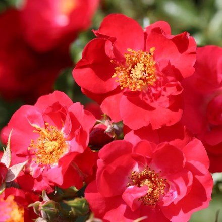 Rosa Flower Carpet Sunset | Ground Cover Rose