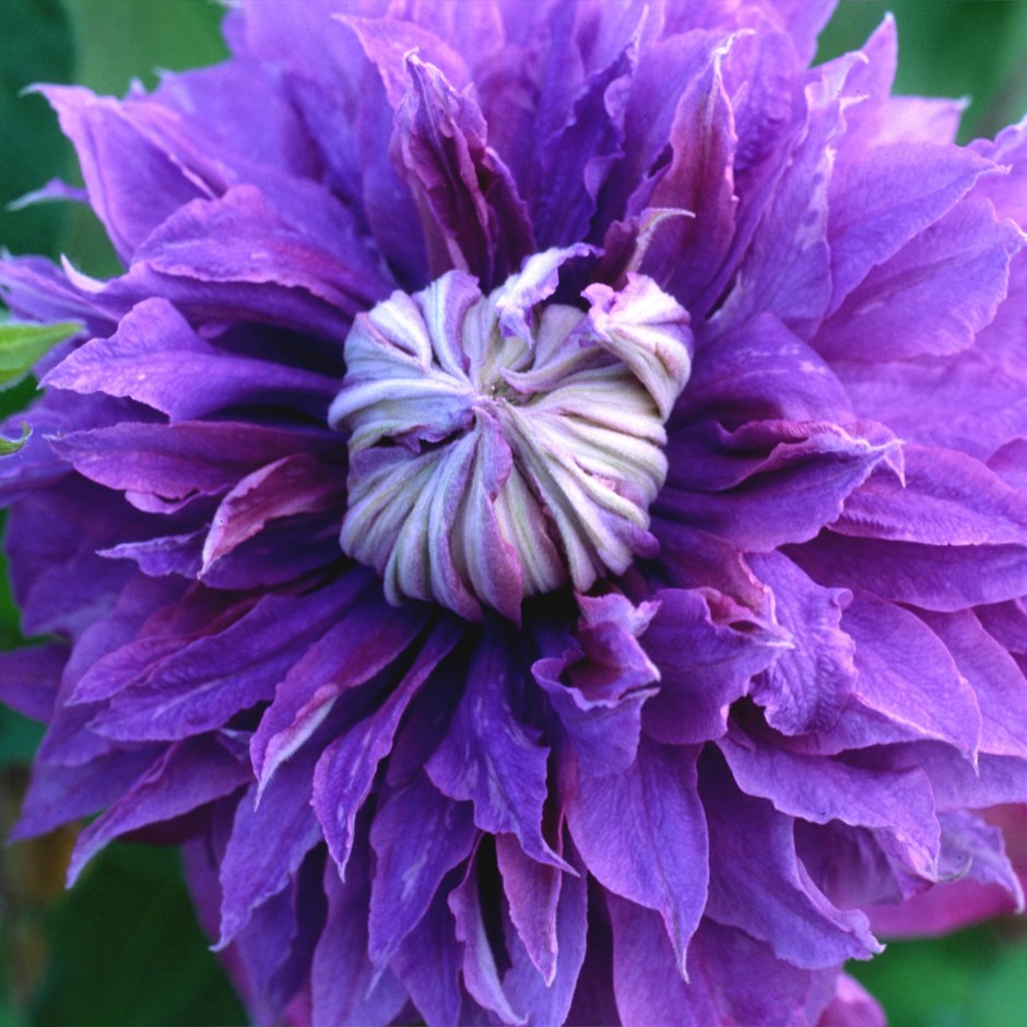 Clematis Diamantina | Clematis