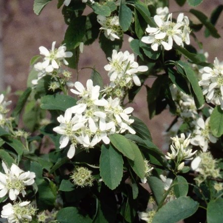 Amelanchier alnifolia 'Obelisk' (PBR) | Alder-leaved Serviceberry |