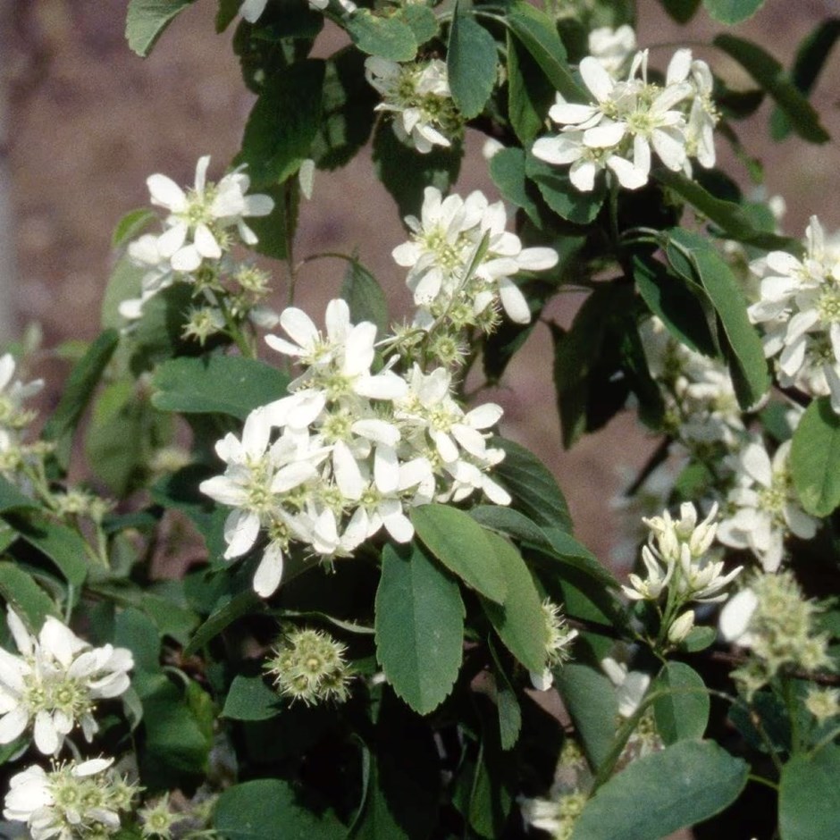 Amelanchier Alnifolia Obelisk | Alder-Leaved Serviceberry