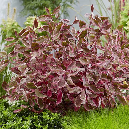 Cornus Alba Miracle | Dogwood