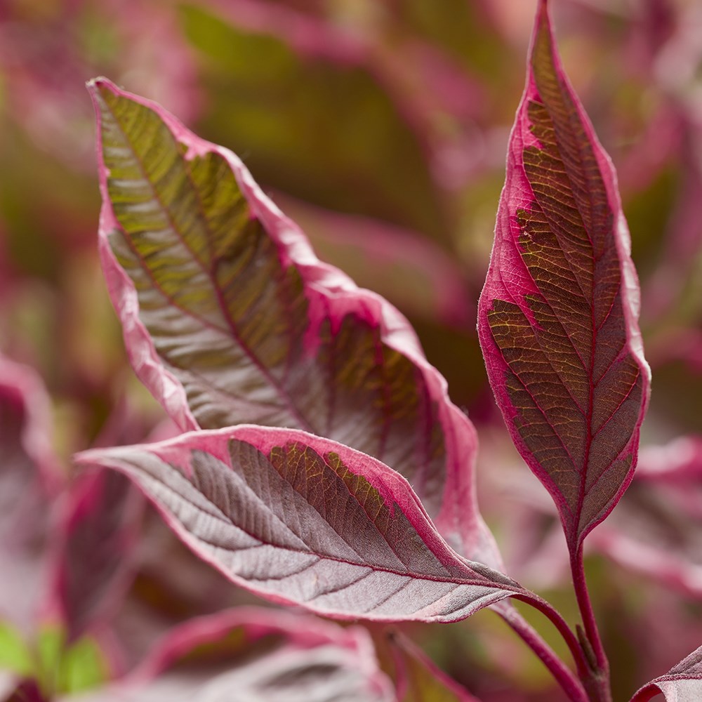 Cornus Alba Miracle | Dogwood