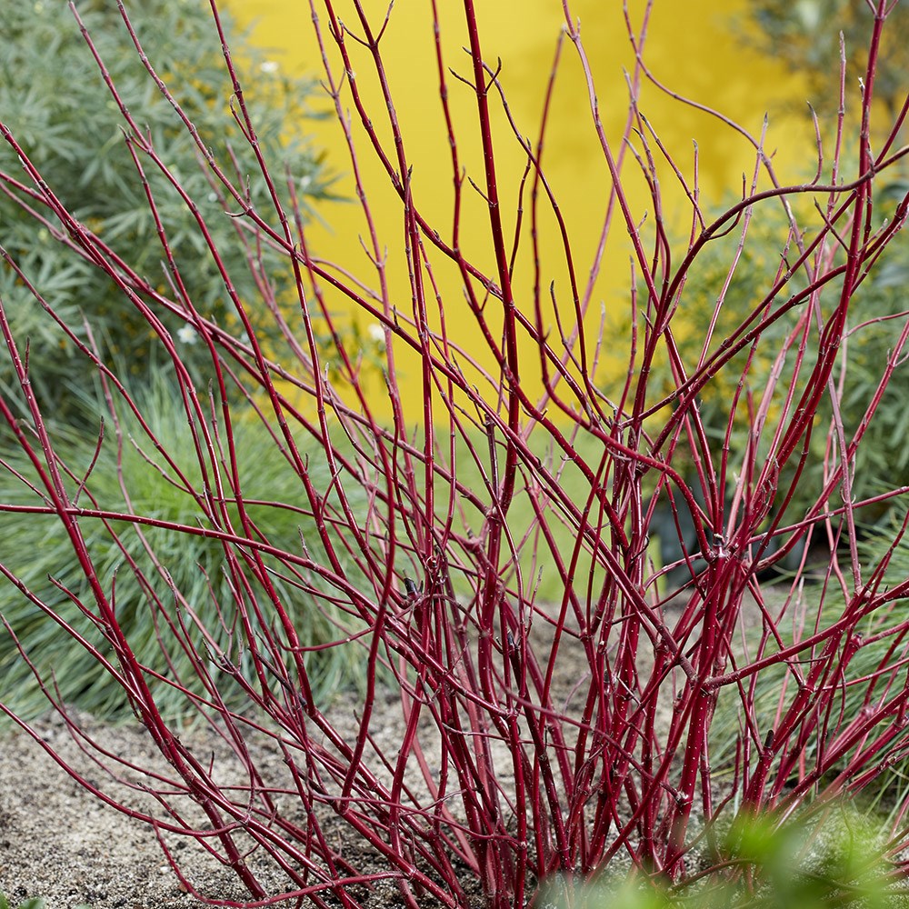 Cornus Alba Miracle | Dogwood