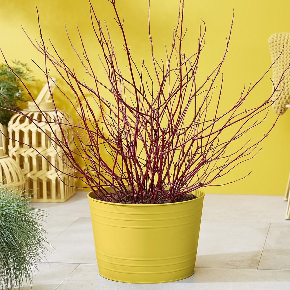 Cornus Alba Miracle | Dogwood
