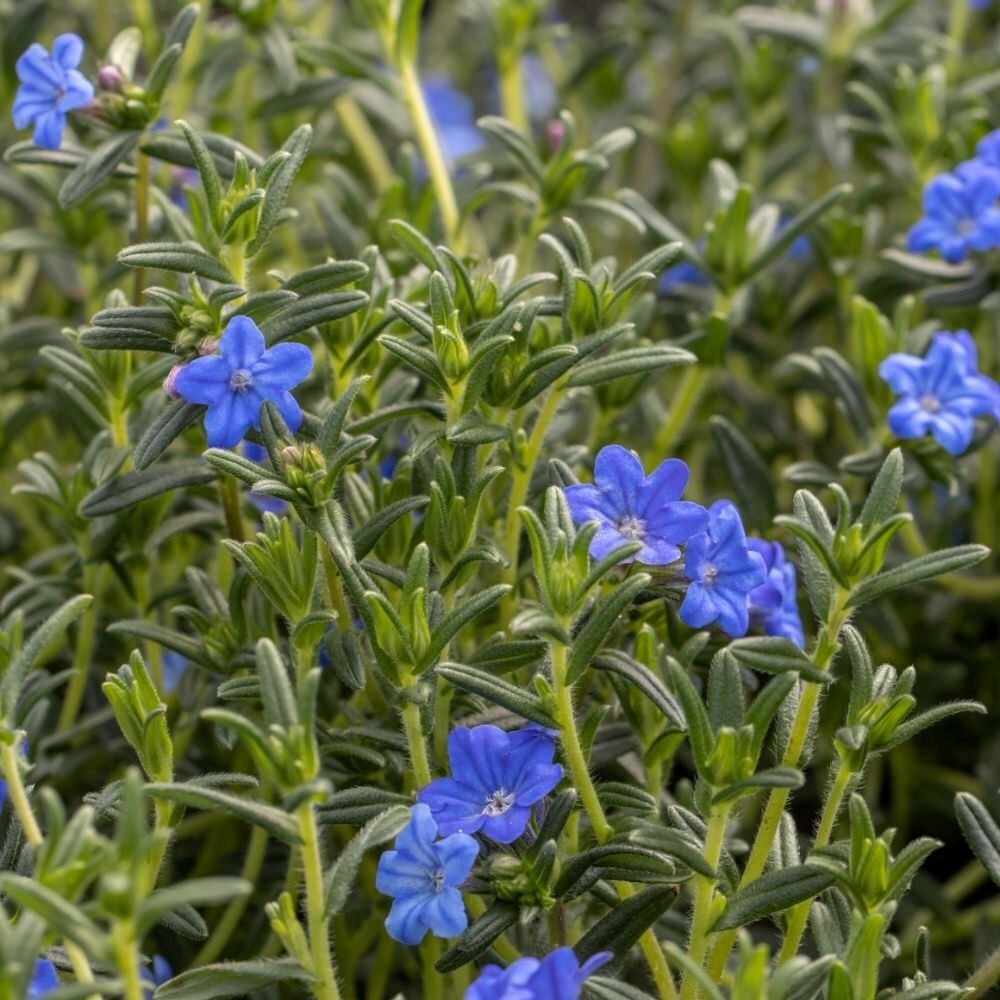 Glandora Prostrata Heavenly Blue | Lithospermum