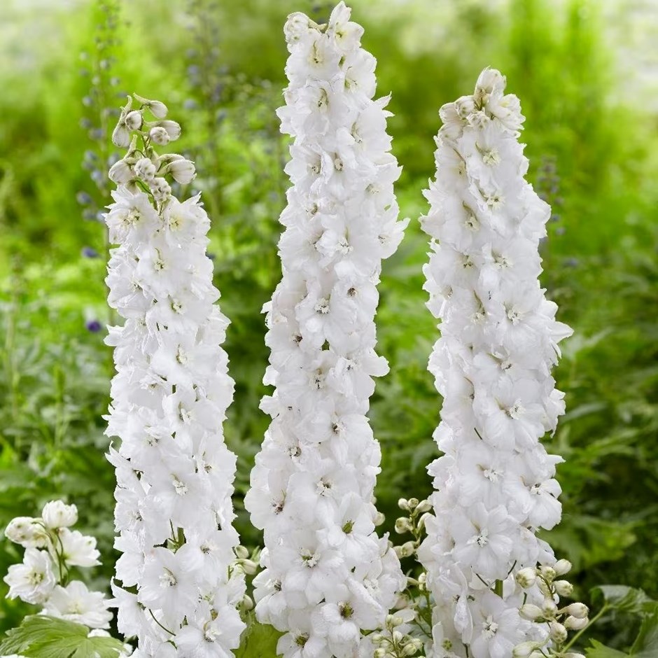 Delphinium Moonbeam | Delphinium