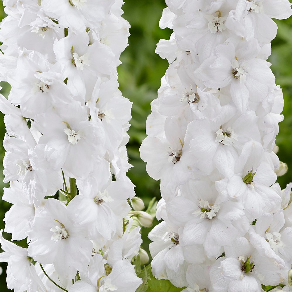 Delphinium Moonbeam | Delphinium