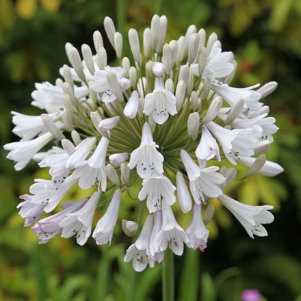 Agapanthus 'Windsor Grey' | African Lily |