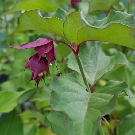 Leycesteria formosa Purple Rain | Himalayan Honeysuckle