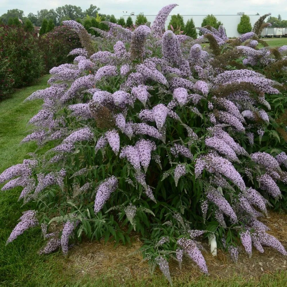 Buddleja Davidii Grand Cascade | Butterfly Bush