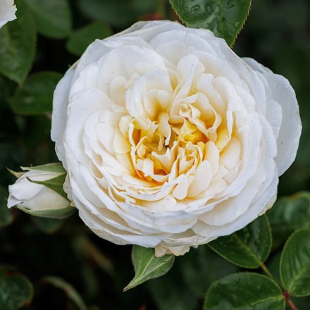 Rosa White Patio | Patio Rose