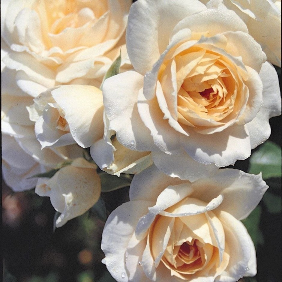 Rosa Champagne Moment | Floribunda Bush Rose