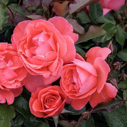 Rosa Happy Anniversary | Floribunda Bush Rose