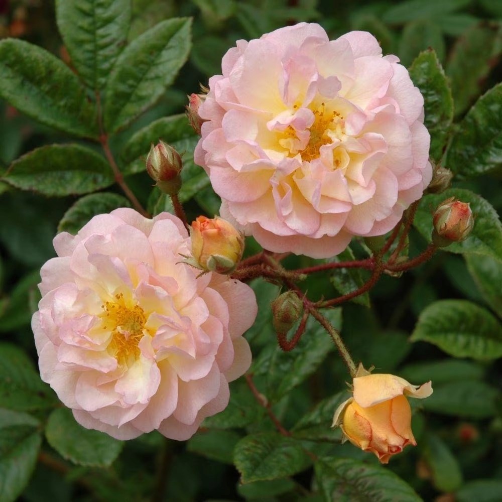 Rosa Ghislaine De Féligonde | Rambling Rose