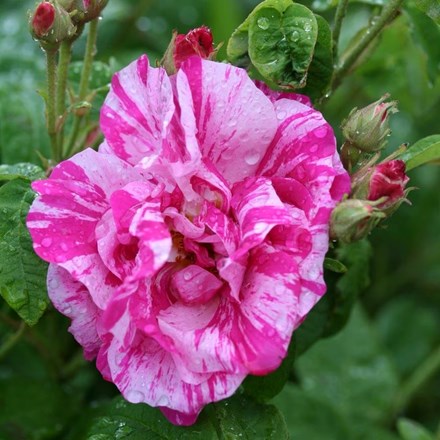 Rosa Gallica Versicolor | Rosa mundi or Shrub Rose