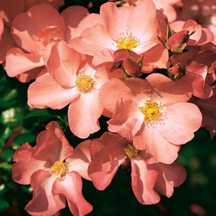 Rosa Flower Carpet Coral | Ground Cover Rose
