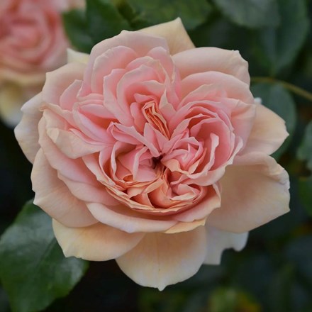 Rosa Joie de Vivre | Shrub Rose