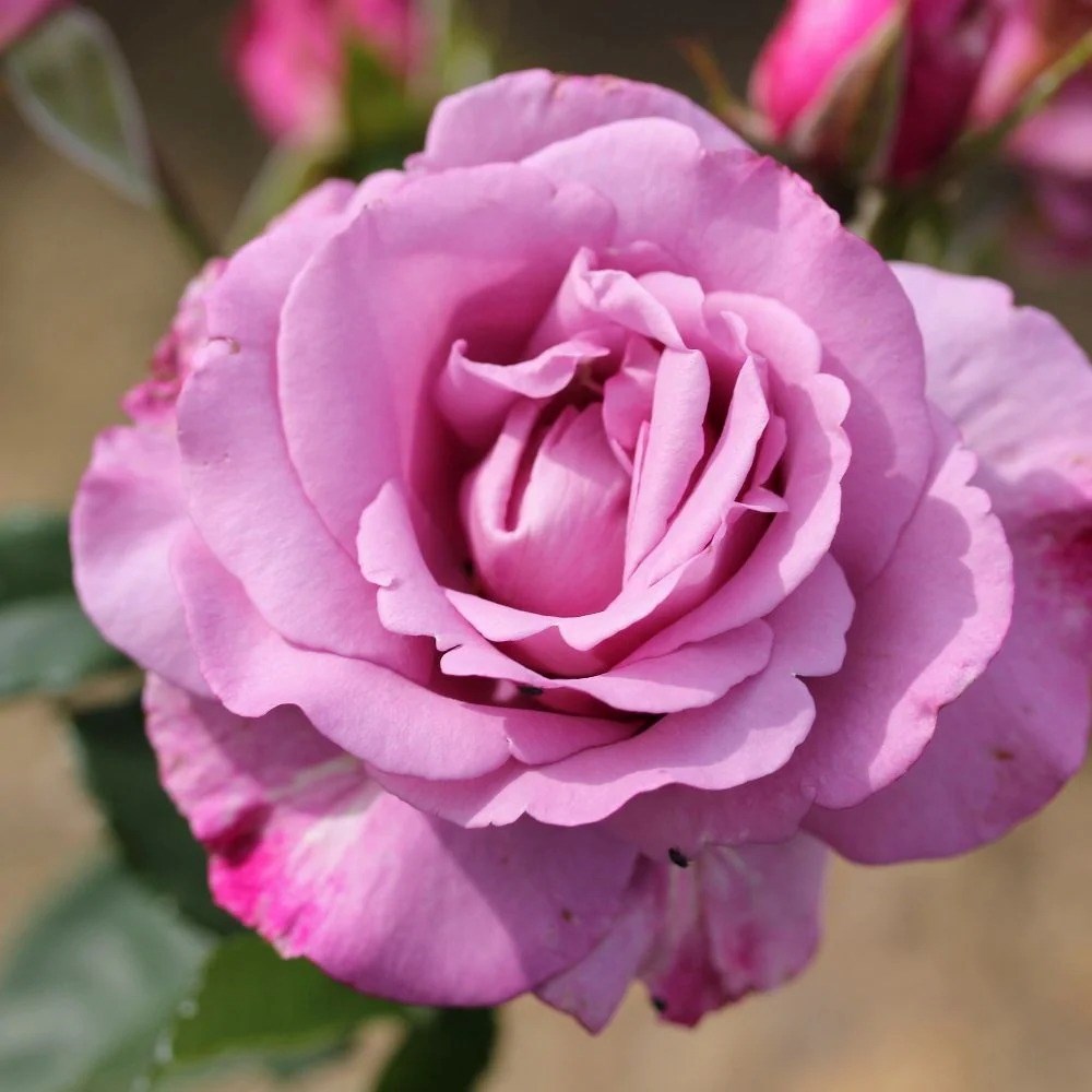 Rosa My Lovely Dad | Floribunda Bush Rose