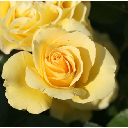 Rosa Anniversary Wishes | Floribunda Bush Rose