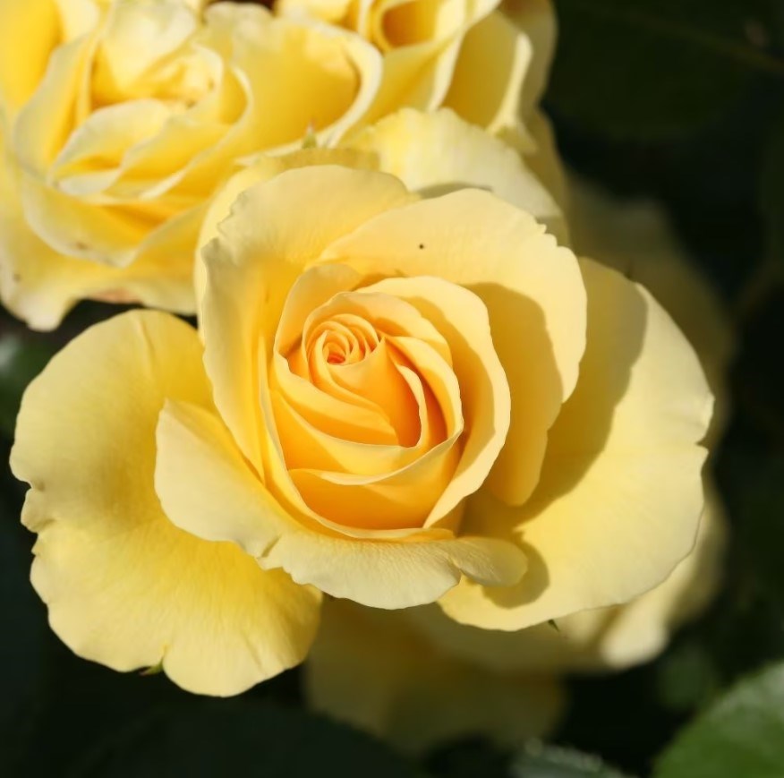 Rosa Anniversary Wishes | Floribunda Bush Rose