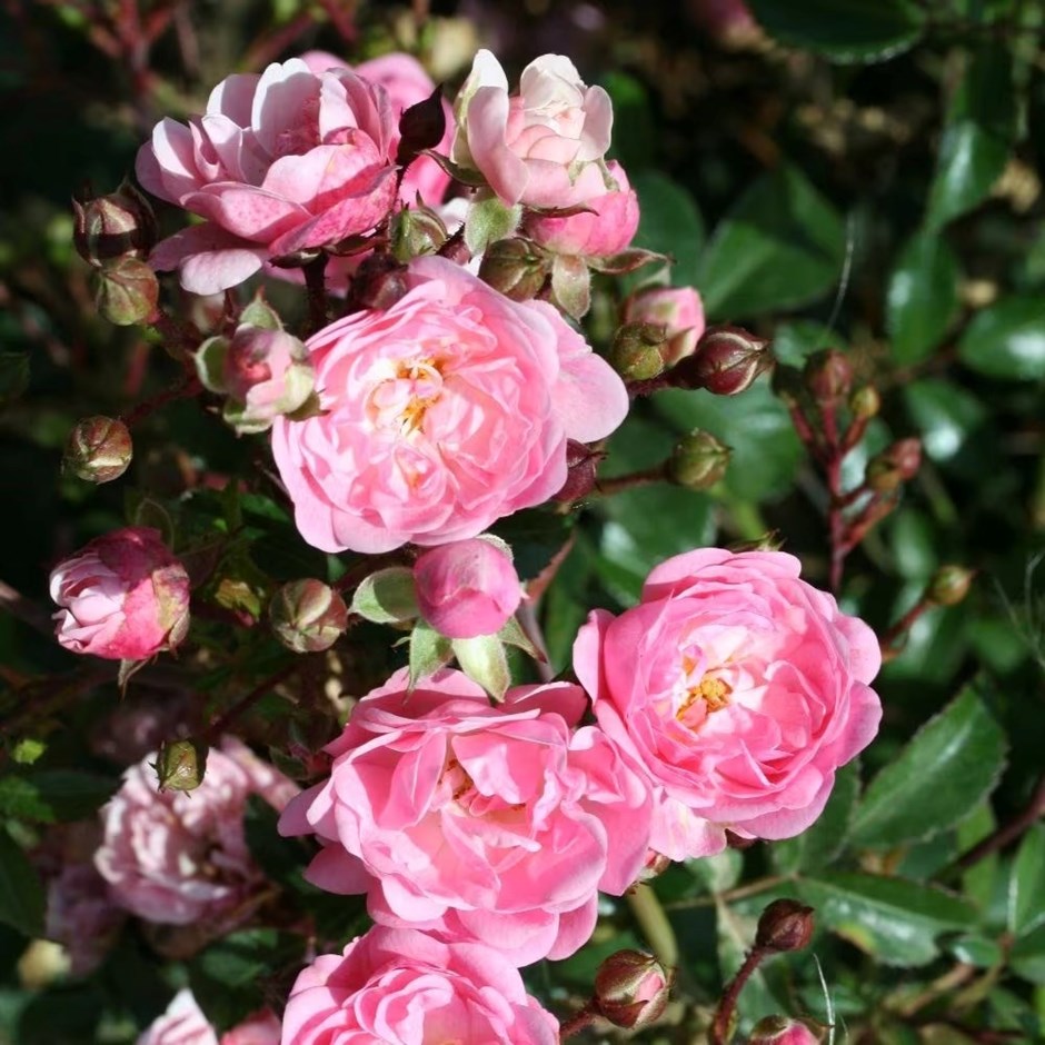 Rosa The Fairy | Polyantha Shrub Rose