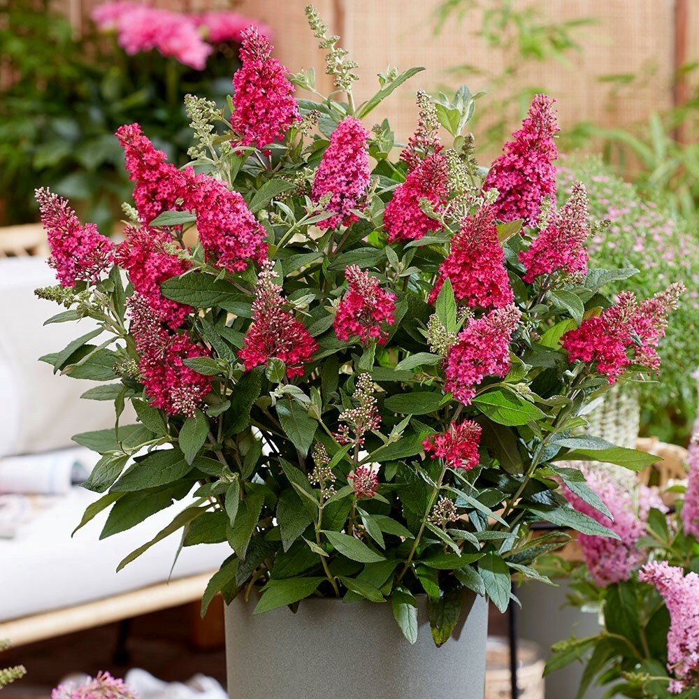 Buddleja Little Ruby | Butterfly Bush