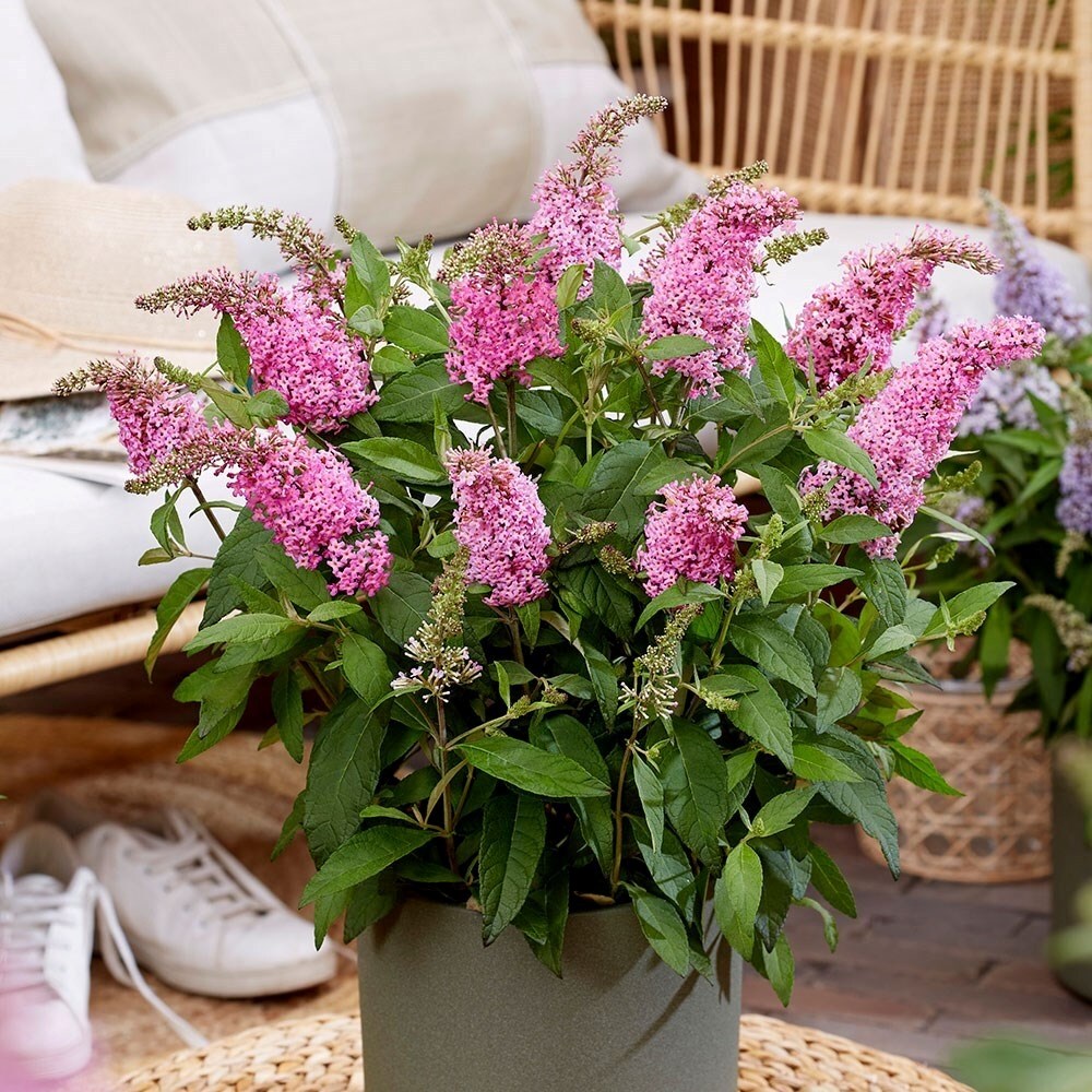 Buddleja Little Pink | Butterfly Bush