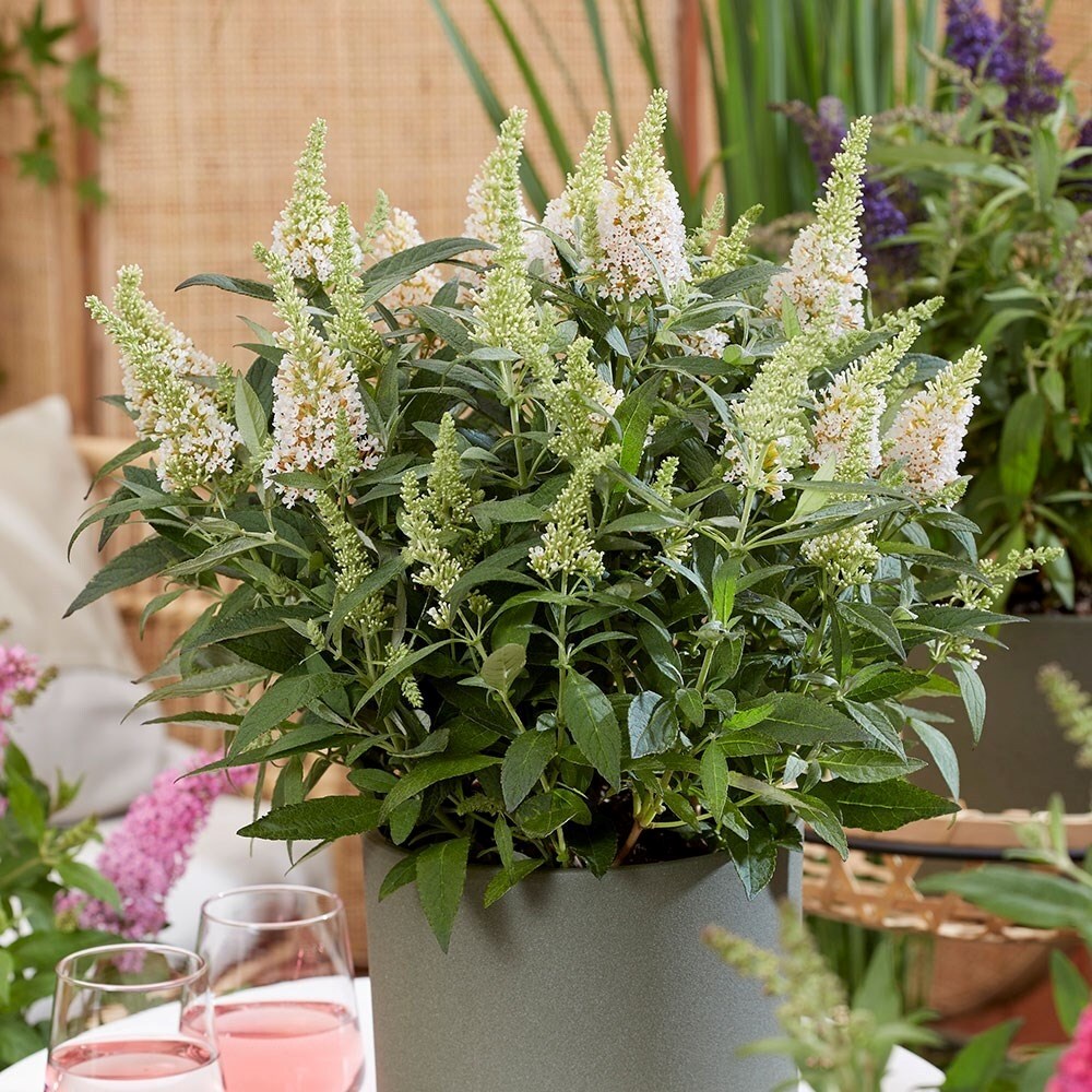 Buddleja Little White | Butterfly Bush