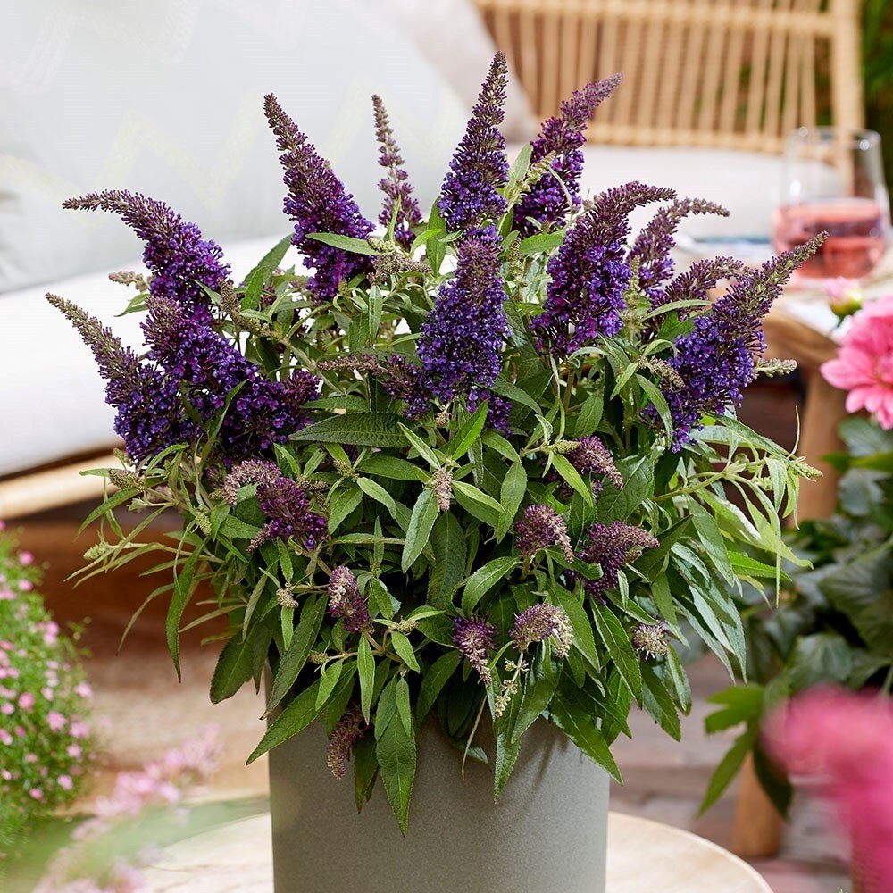 Buddleja Little Purple | Butterfly Bush