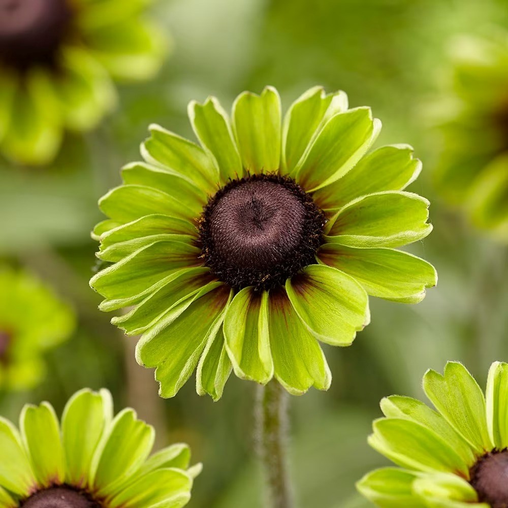 Rudbeckia Enchanted Forest | Coneflower