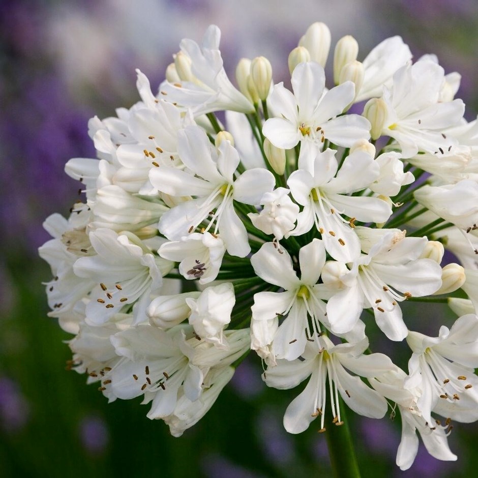 Agapanthus Snow Crystal | African Lily