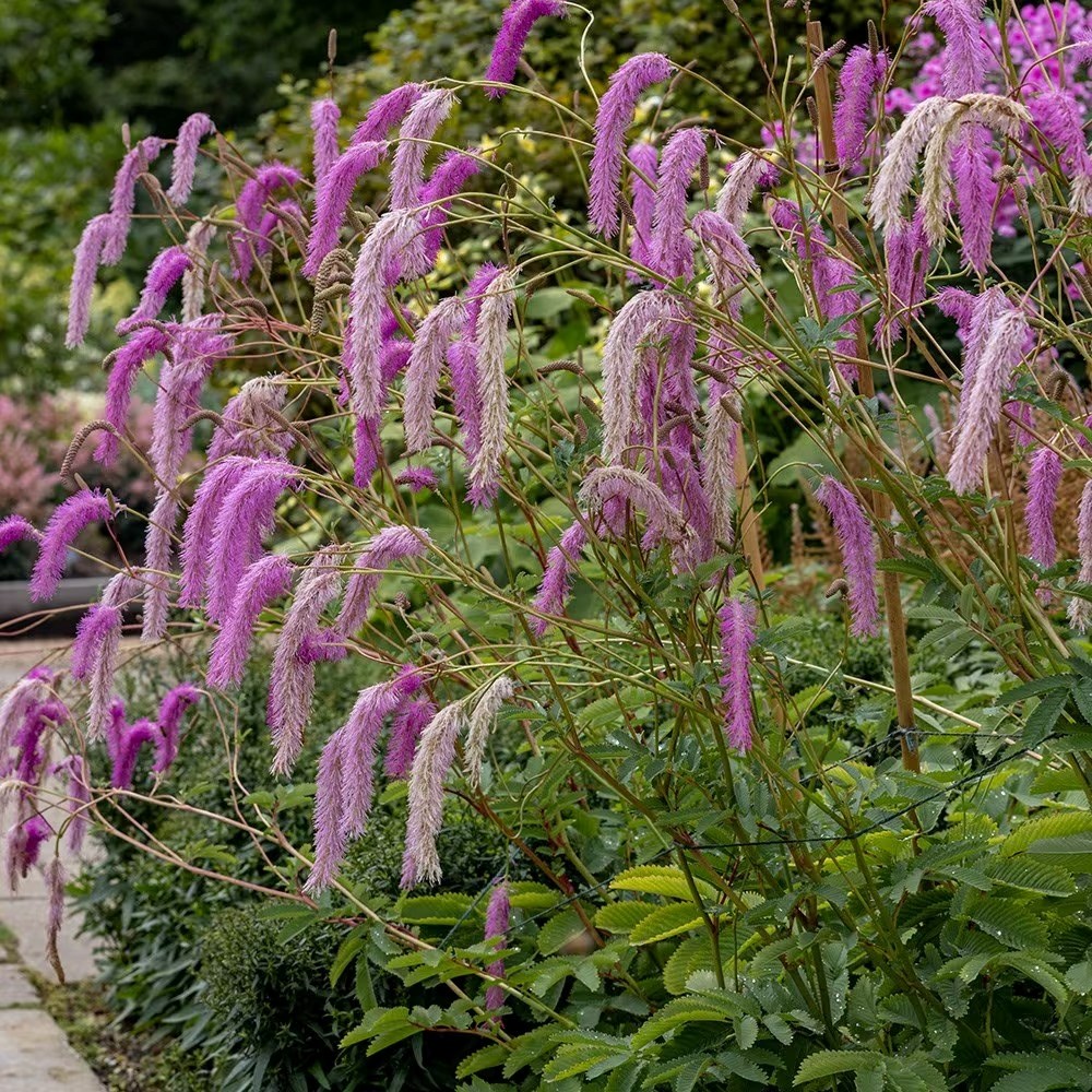 Sanguisorba Hakusanensis Lilac Squirrel | Burnett