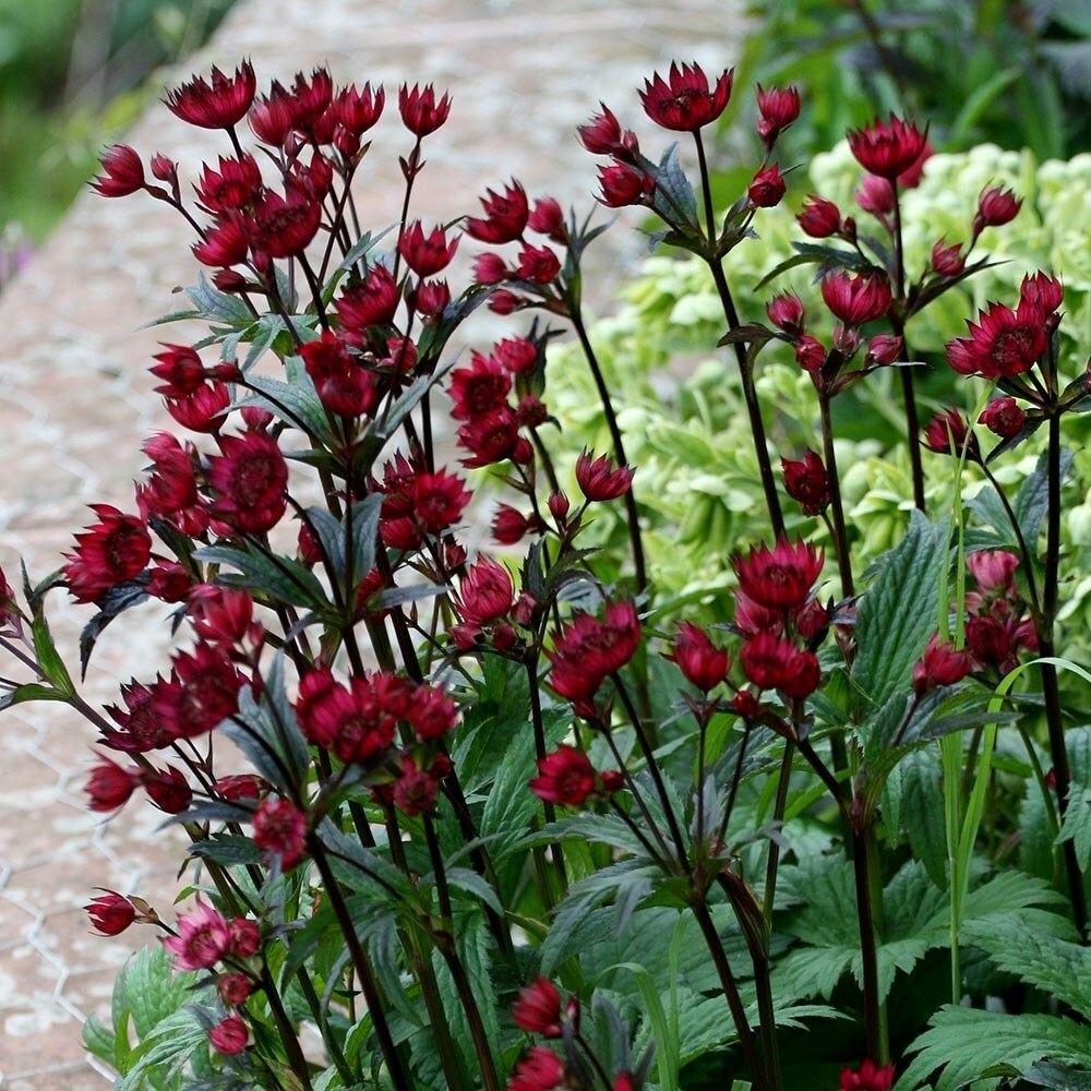 Astrantia Hadspen Blood | Masterwort